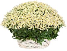 Цветочная композиция из Ромашки в корзине #REPLACE_PRED# Суксун